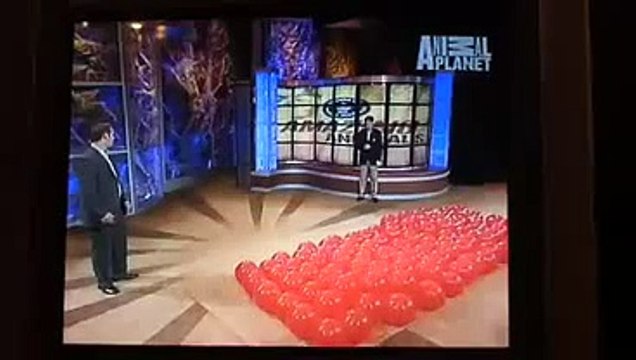 Cute Baby Laughing At Popping Balloon By A Dog