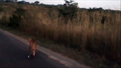 2 Leopards Together - 27 April 2012 - Kruger Sightings