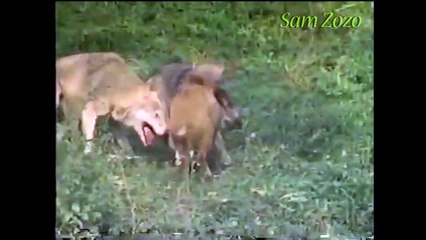 Wild boar bully lion. Fight vs wolf, vs bear, vs tiger.