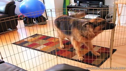 Dog Training Tutorial- Greeting Visitors Calmly!