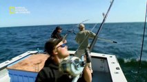 سمكة التونة العنيدة HD : سباق التونة الموسم 4 – ح13