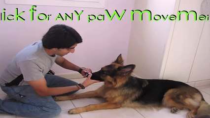 Dog Trick Tutorial- Cover your eyes!!