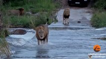 3 Huge Male Lions Cross River (1 slips) - Latest Wildlife Sightings