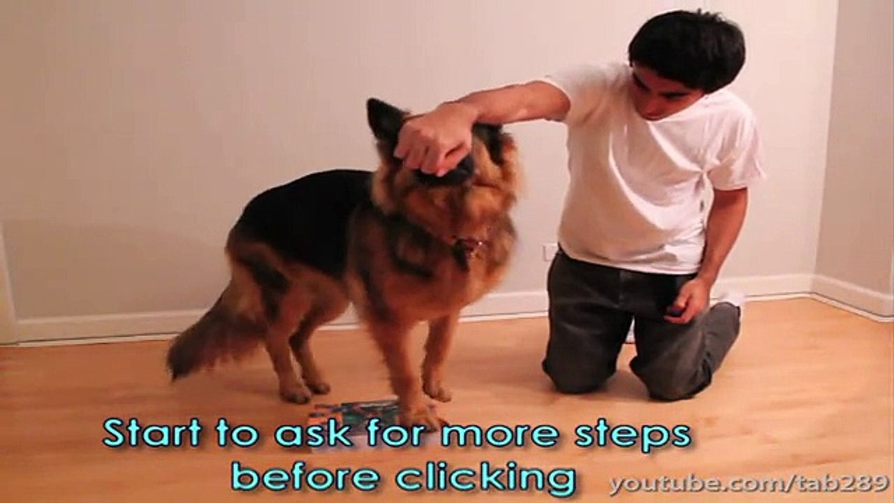 How To Train Any Dog To Heel PERFECTLY!