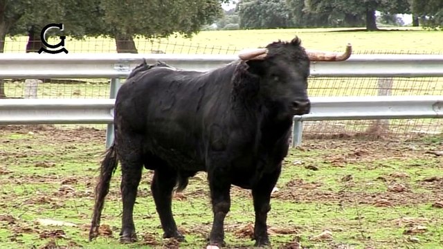 PAD CLIP TOROS ARLES 2016 AVEC CARTELS