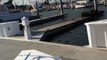 Funny Videos - Sea Lions Chased Off Pier By Dog