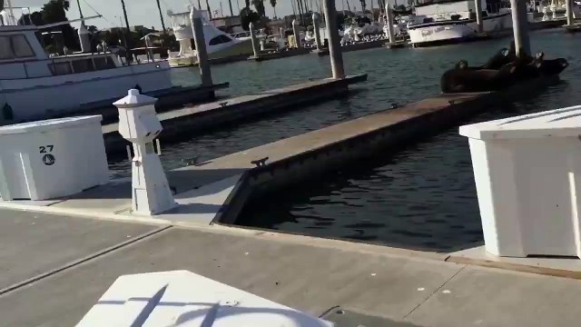 Funny Videos - Sea Lions Chased Off Pier By Dog