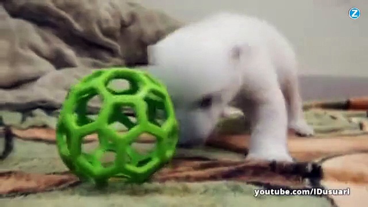 Trop Mignon Un Ourson Polaire Fait Ses Premiers Pas Video Dailymotion