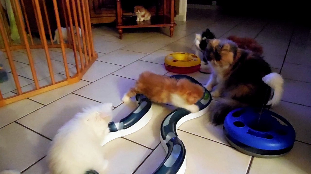 Lutin, Looper, Loulou , Loulou , Lana , Légo  (  2 mois )