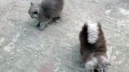 Persian Kittens