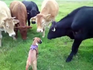 Hayatlarında İlk Kez Köpek Gören İnekler Çok İlginç