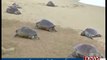 Sand artist made sand sculptures of turtles in India
