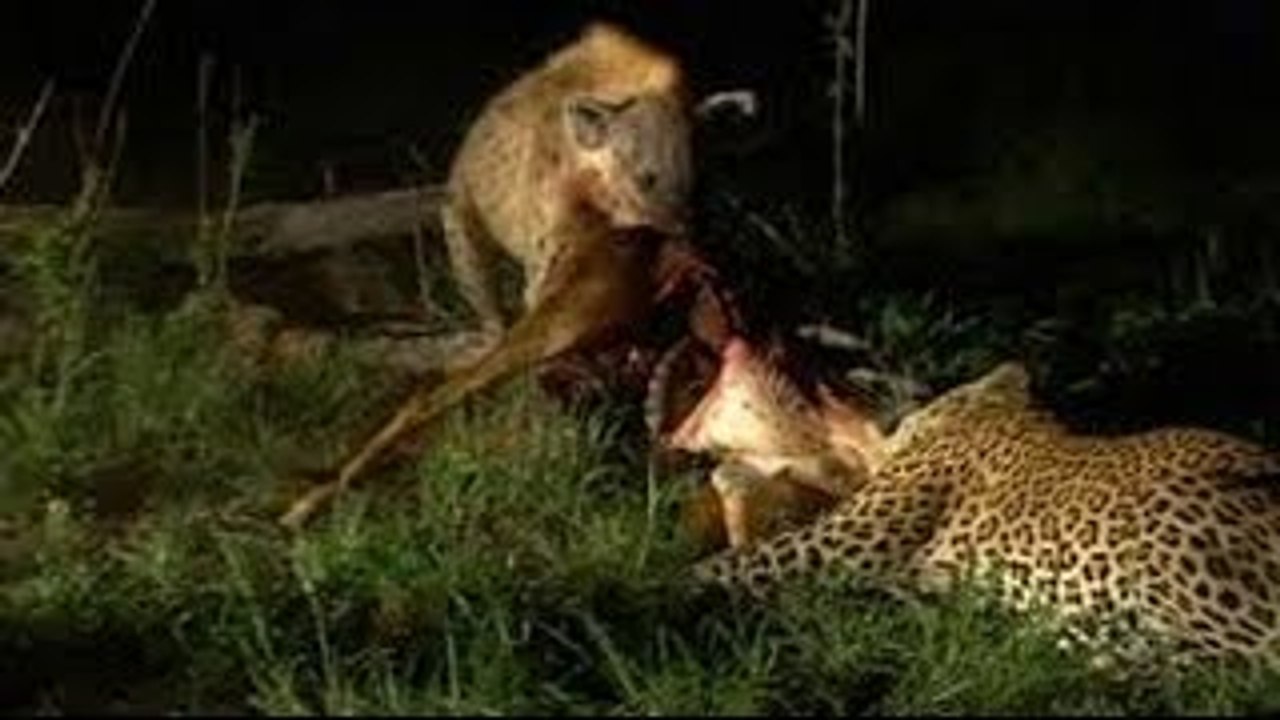 Animals Documentary National Geographic, Wildlife Animals #Jun 2015