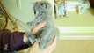 The ABSOLUTE CUTEST KITTY licks your thumb! - Kitten Love