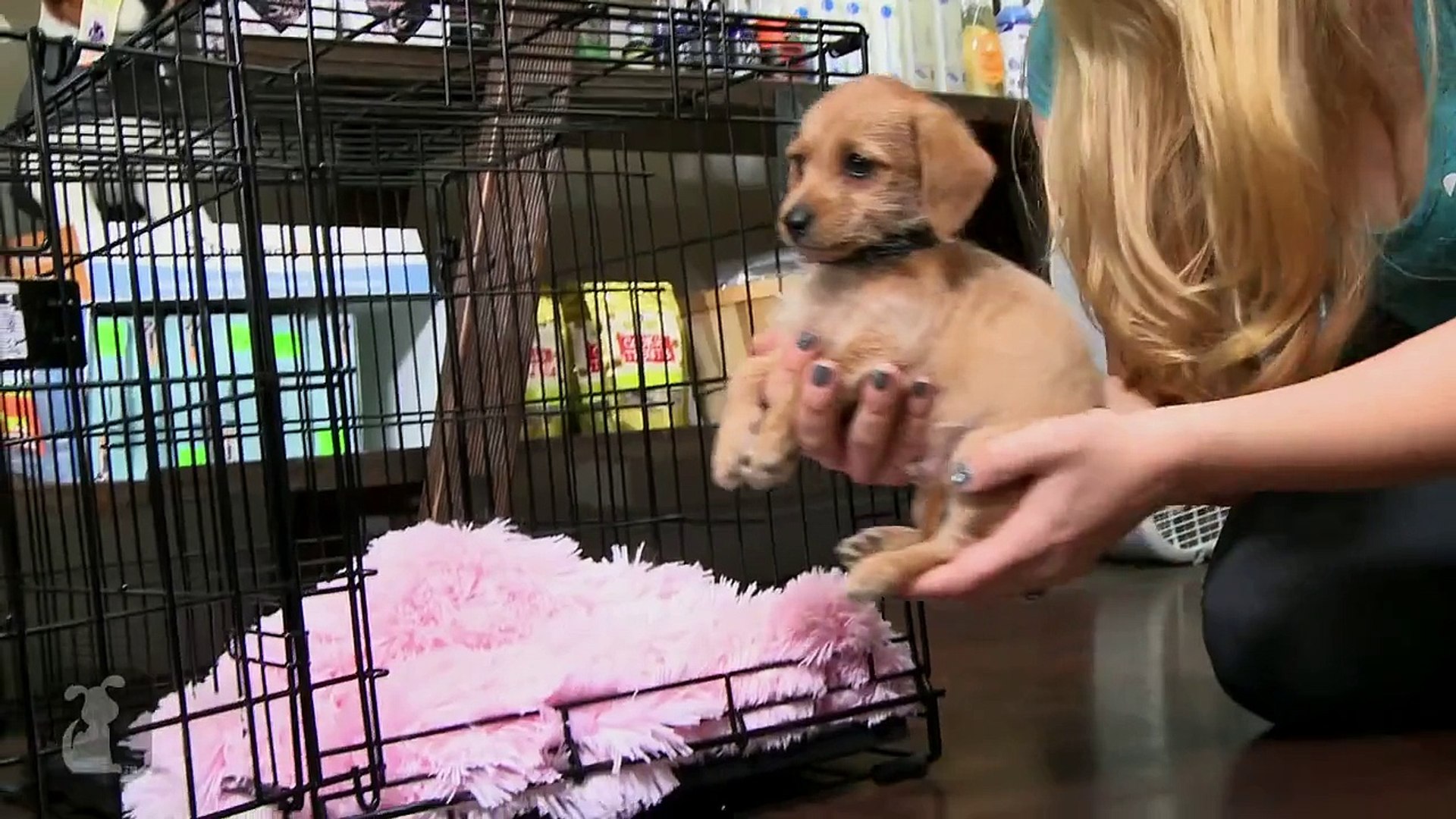 victoria stilwell crate training