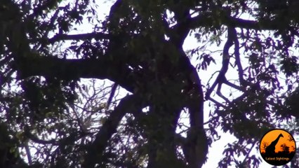 3 Leopards Lose Their Kill To A Crocodile - 1 September 2013 - Latest Sightings