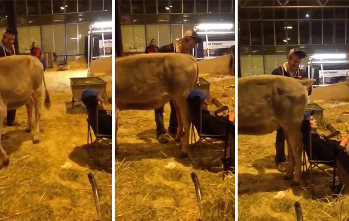 Ivre, une vache lui fait caca sur la tête