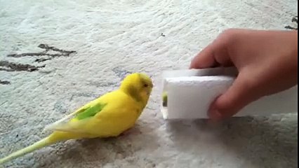 Love has no boundaries - Emotional