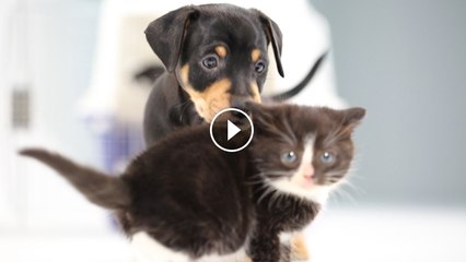 Kittens Meet Puppies For The First Time