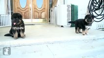 Fluffy German Shepherd Puppies Run Around Like Little Bears - Puppy Love