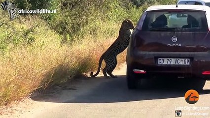 Cute, Funny and Heart-Warming Wild Animals - Compilation Video