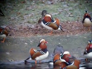 Mandarin Ördekleri Mandarin Ducks Swimming...