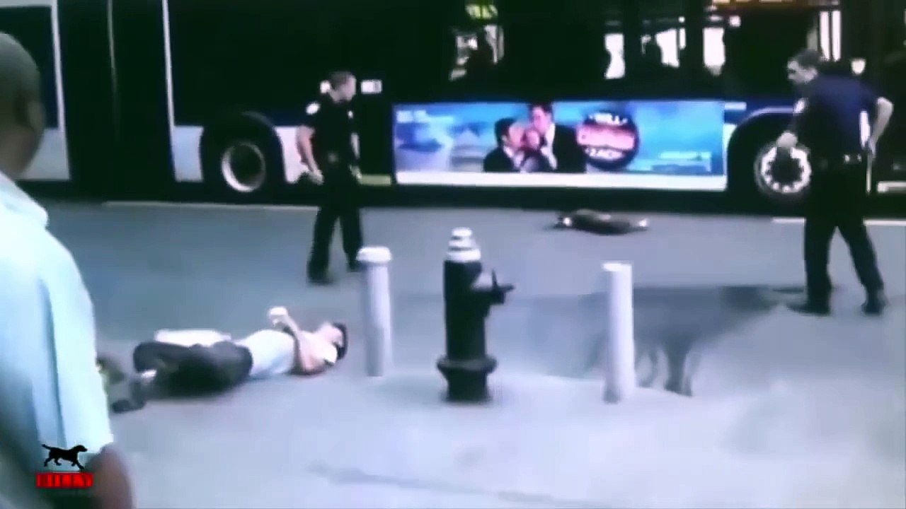 When Dogs Attack Humans A Live - Full Compilation HD