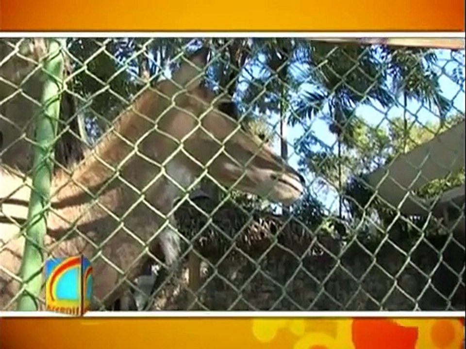 El Zoológico Nacional de RD exhibe nuevas especies conocelas