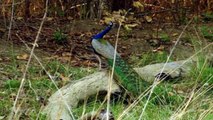 Tavuskuşu Göz Alıcı Glamorous Peacock...