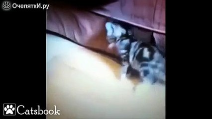 Смешные короткие ролики с котами