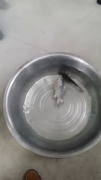 Un poisson congelé revient à la vie dans un bassin - Incroyable