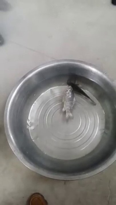 Un poisson congelé revient à la vie dans un bassin - Incroyable