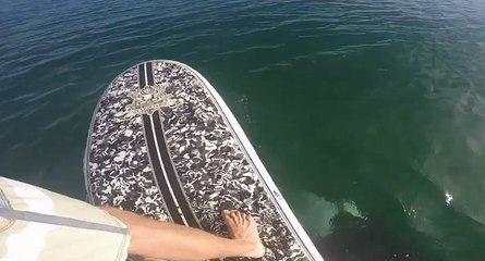 Il croise un orque lors de sa sortie en paddle