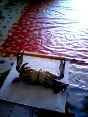 crab bench pressing a paint brush
