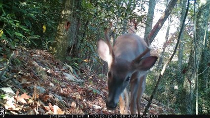 Buck with new antlers snorks the camera - Hendersonville, NC.