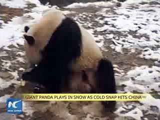 Giant panda plays in snow as cold snap hits China 2016