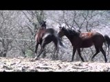 Funny Animals   Horses Mating Up Close And Hard For A Long Time 2015