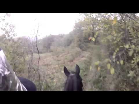 beginner horseback riding lessons