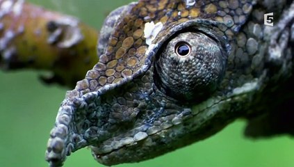 Des Animaux Pas Comme Les Autres