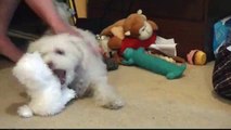 Bichon Frise Roxy plays with her look-a-like puppy toy