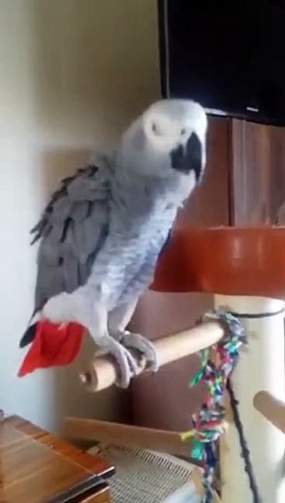 Can you listen this parrot is saying what ?