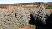 Blue Spruce Trees    Available at Highland Hill Farm      Colorado BS
