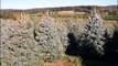Blue Spruce Trees    Available at Highland Hill Farm
