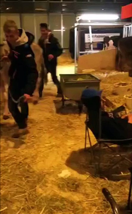 Cow pooping on drunk guy...