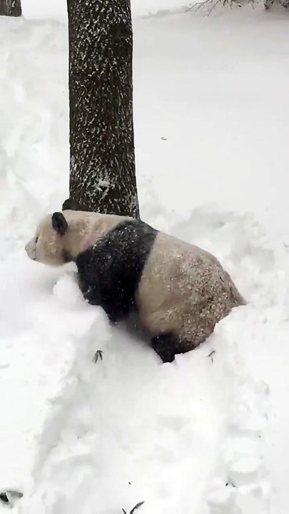Un panda prend son pied dans la neige - La tempête Snowzilla fait aussi des heureux