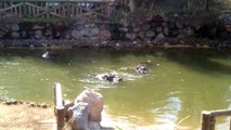 Hippopotames - Oasis Park - Iles Canaries Janvier 2016