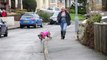 Dog picks up litter on walks - recycles it when he gets home