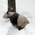 Very Chill Tian Tian the Panda Loves The Snow Very Much, Yes He Does (720p Full HD)