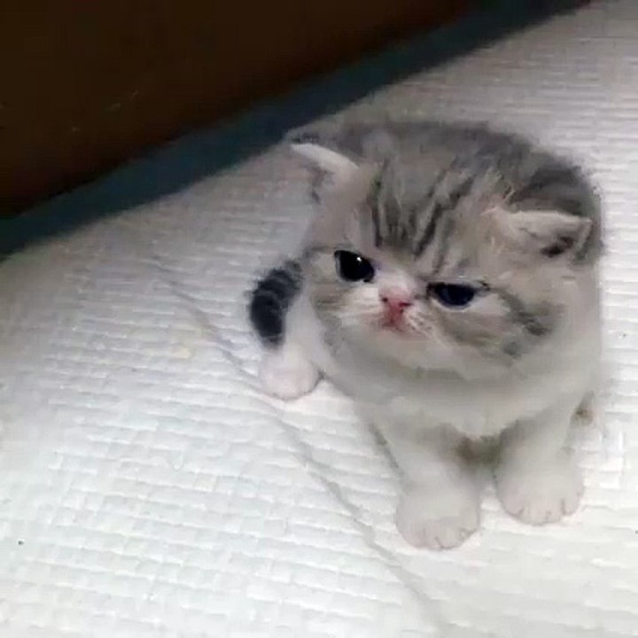 Cute Cat - O MY GOD !!! SO CUTEEEEEEE Cat !!!!!!