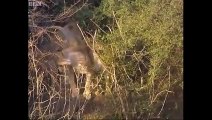 Lion Attacks Hunter in Africa - Lion Attacks Compilation   Lion Attack